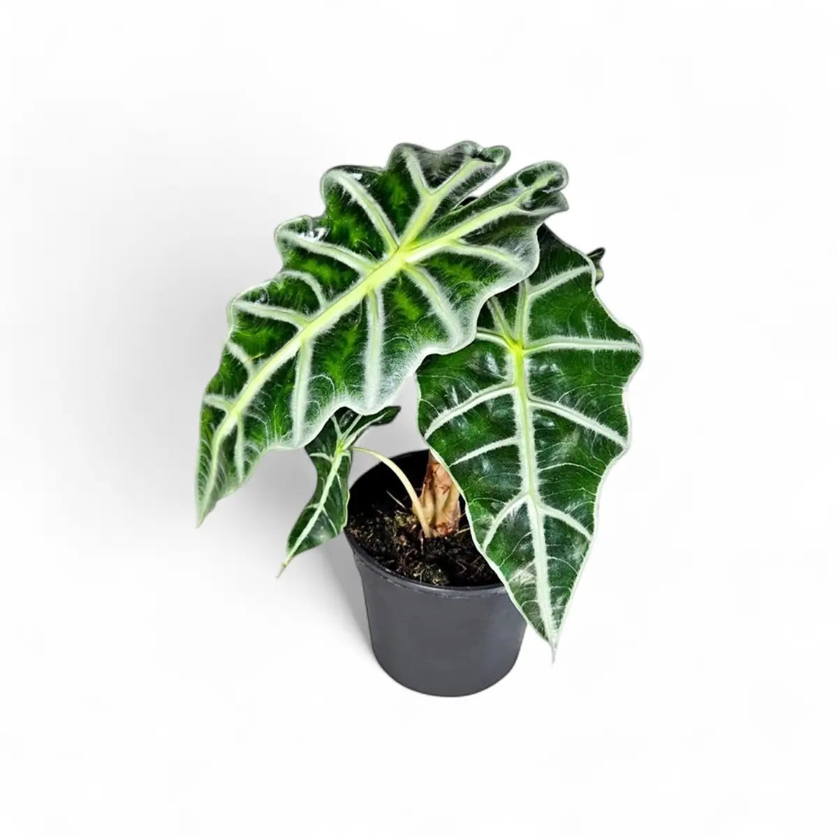 Alocasia Amazonica Bambino (14cm)