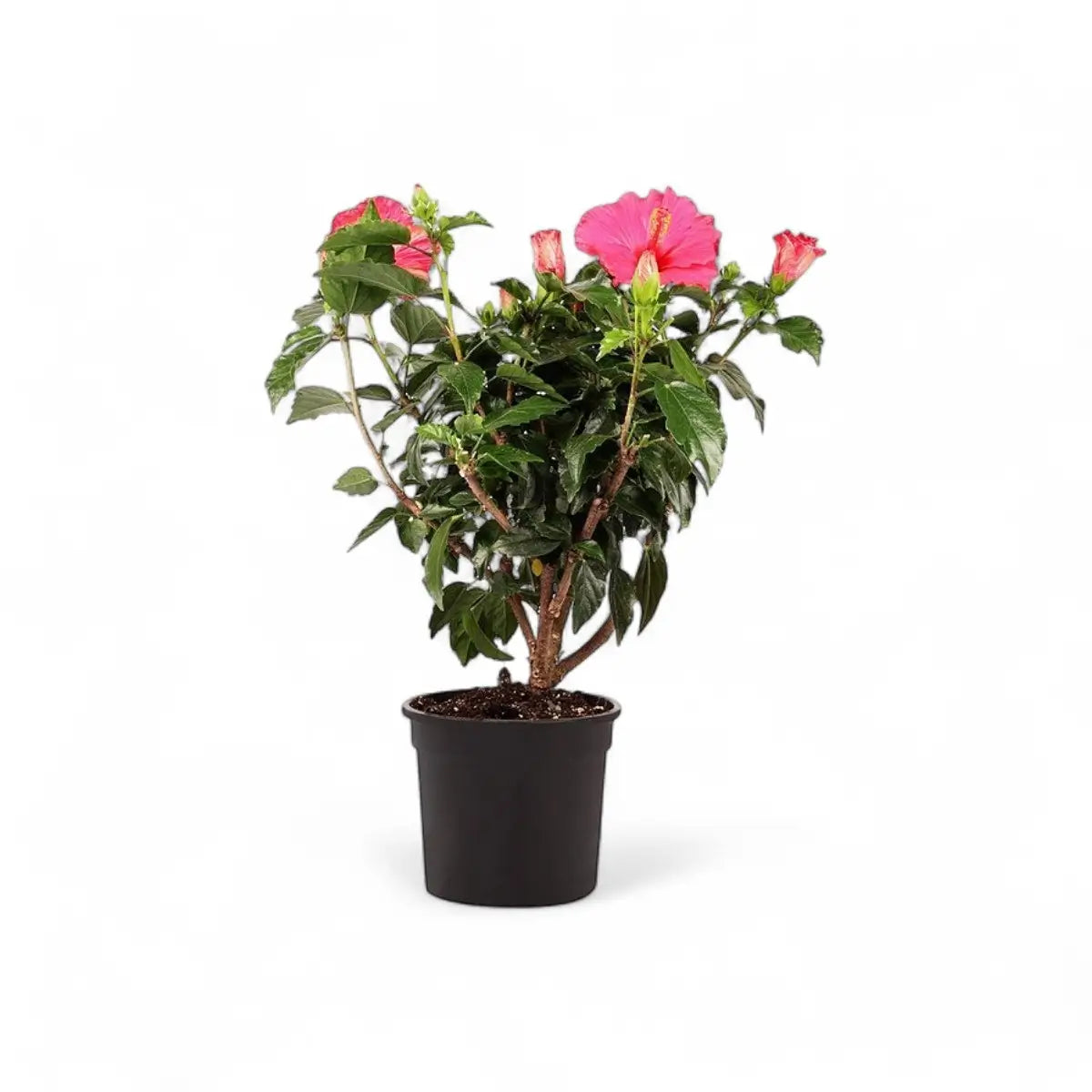 Hibiscus (17cm)