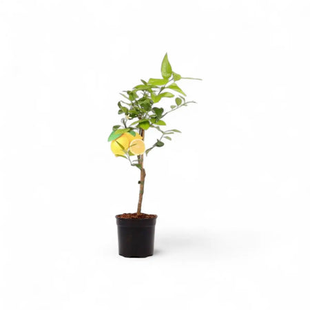 Citrus Pink Eureka Lemon Tree (19cm)