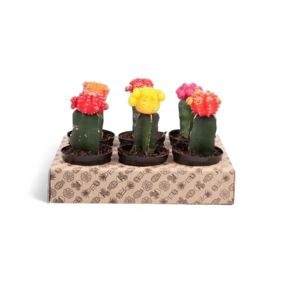 Gymnocalycium (7.5cm) - Sold Individually
