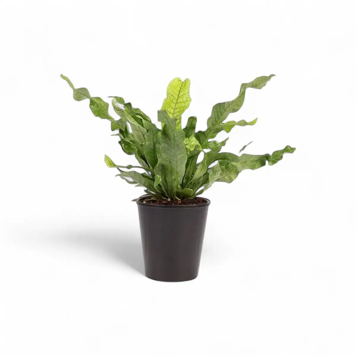 Microsorum Crocodyllus Crocodile Fern (14cm)