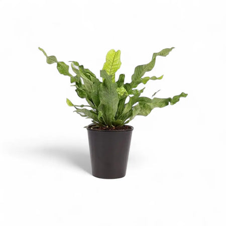 Microsorum Crocodyllus Crocodile Fern (14cm)