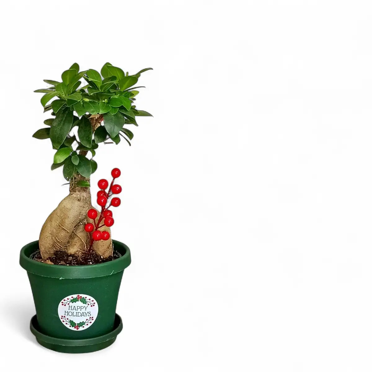 Ficus Ginseng in Premium Pot & Saucer (14cm)