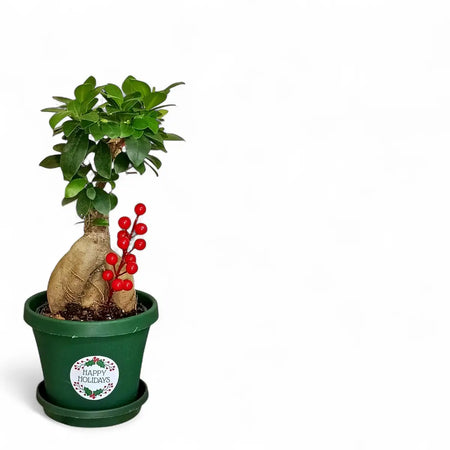 Ficus Ginseng in Premium Pot & Saucer (14cm)