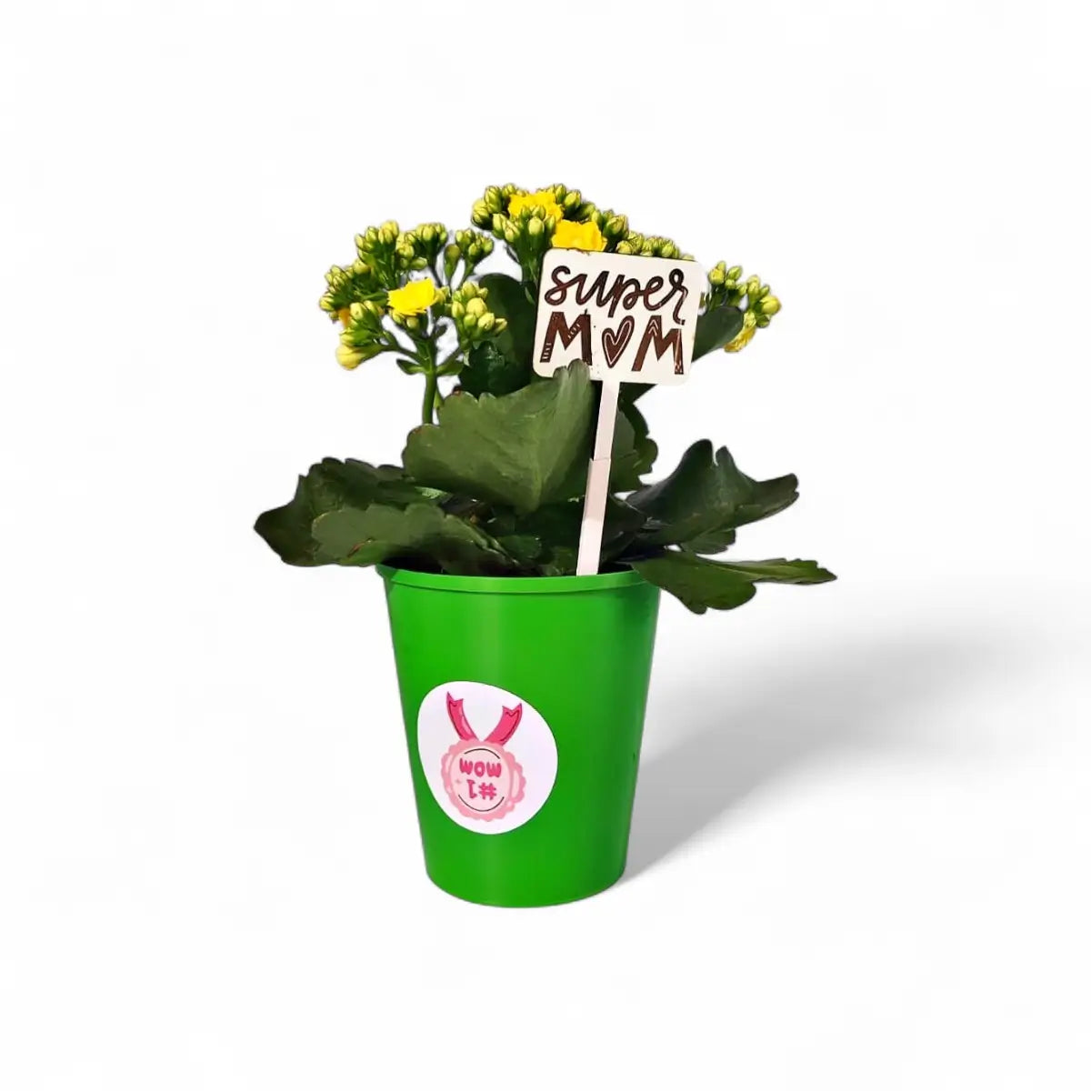Calandiva in Over Pot (12cm)