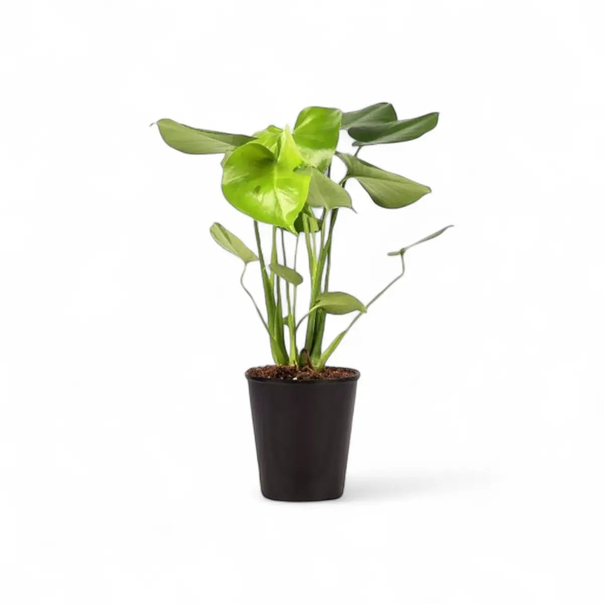 Monstera Deliciosa - 3 Plants (14cm)