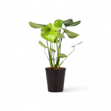 Monstera Deliciosa - 3 Plants (14cm)