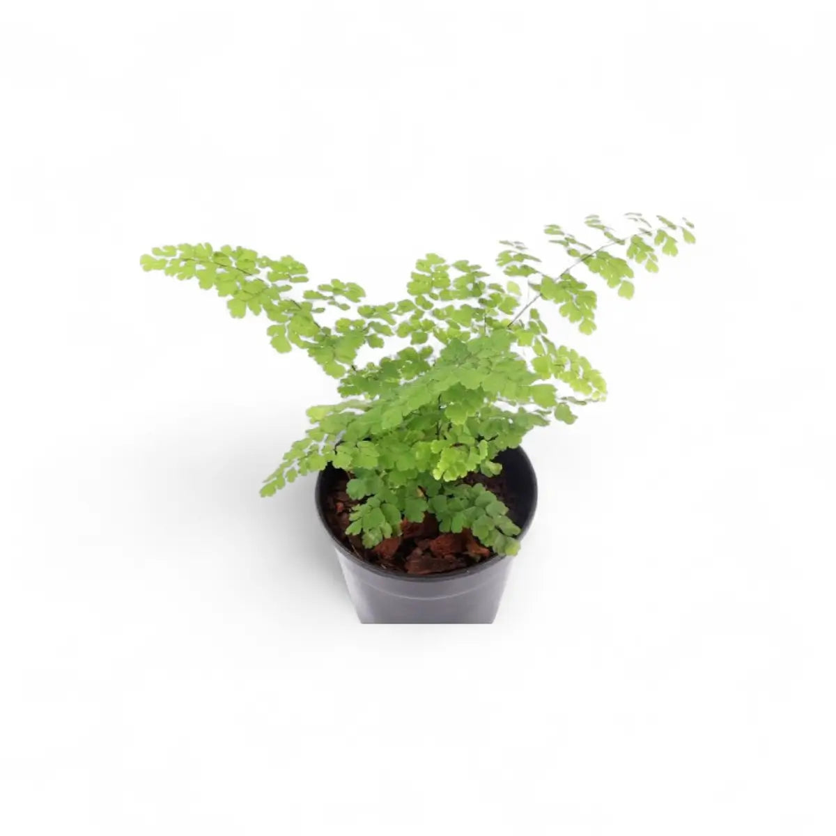 Adiantum Maidenhair Fern (12cm)