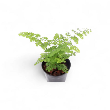 Adiantum Maidenhair Fern (12cm)