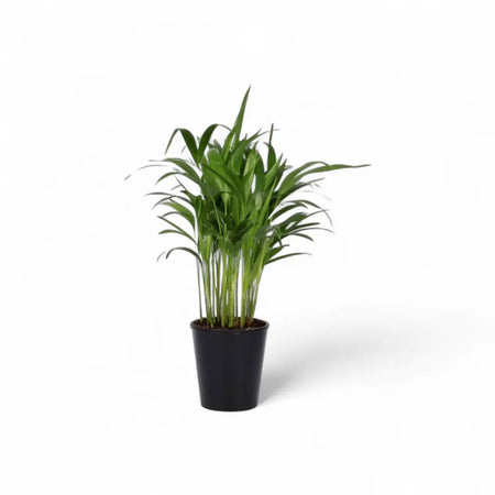 Areca Bamboo Palm / Dypsis (14cm)