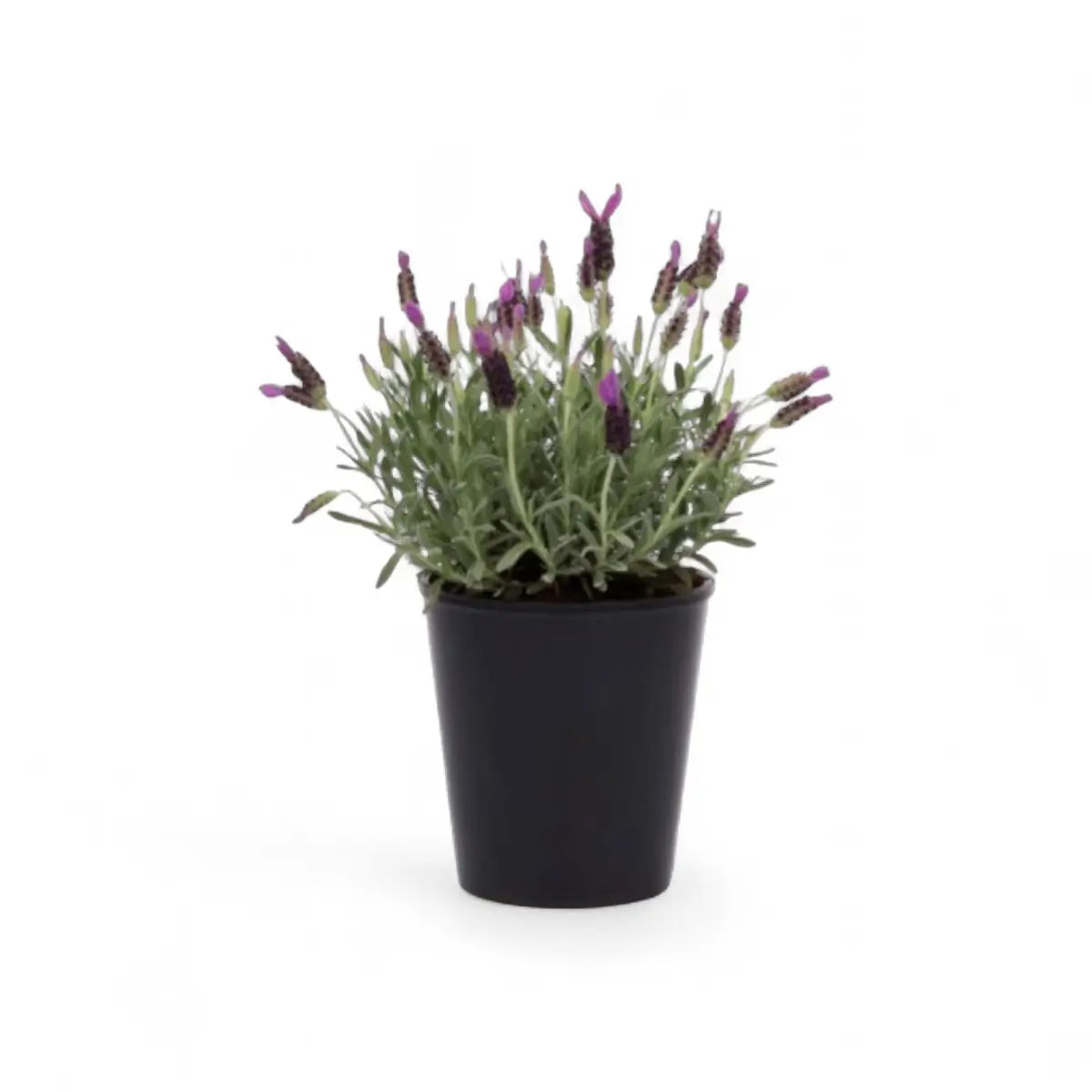 Blue Magic Lavender (14cm)