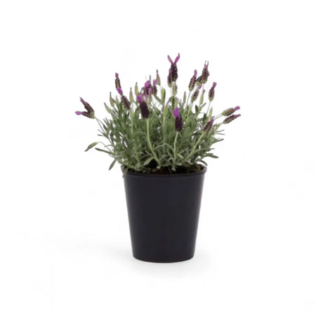 Blue Magic Lavender (14cm)