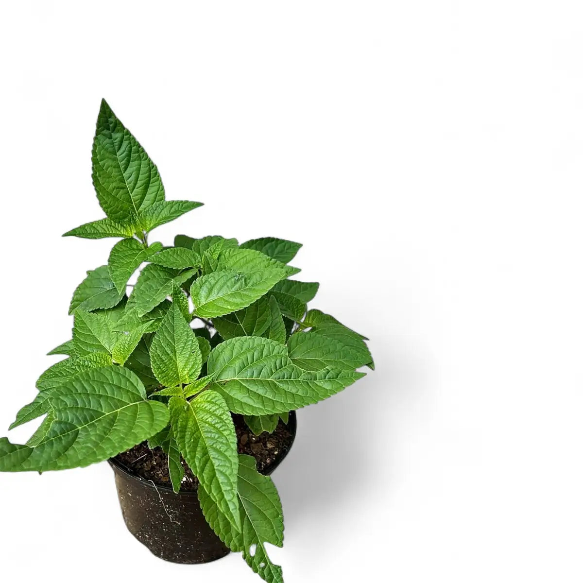 Salvia Guaranitica Black & Bloom (17cm)