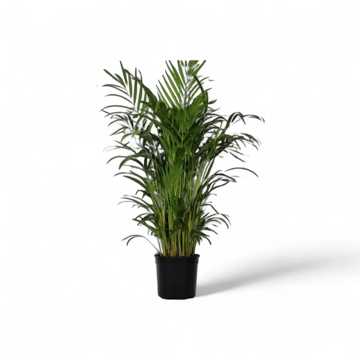 Areca Bamboo Palm / Dypsis (23cm)