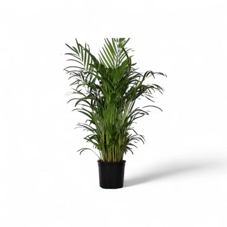 Areca Bamboo Palm / Dypsis (23cm)