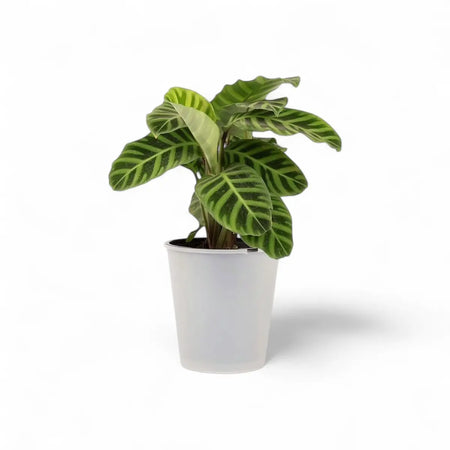 Calathea Zebrina Zebra Plant (14cm)