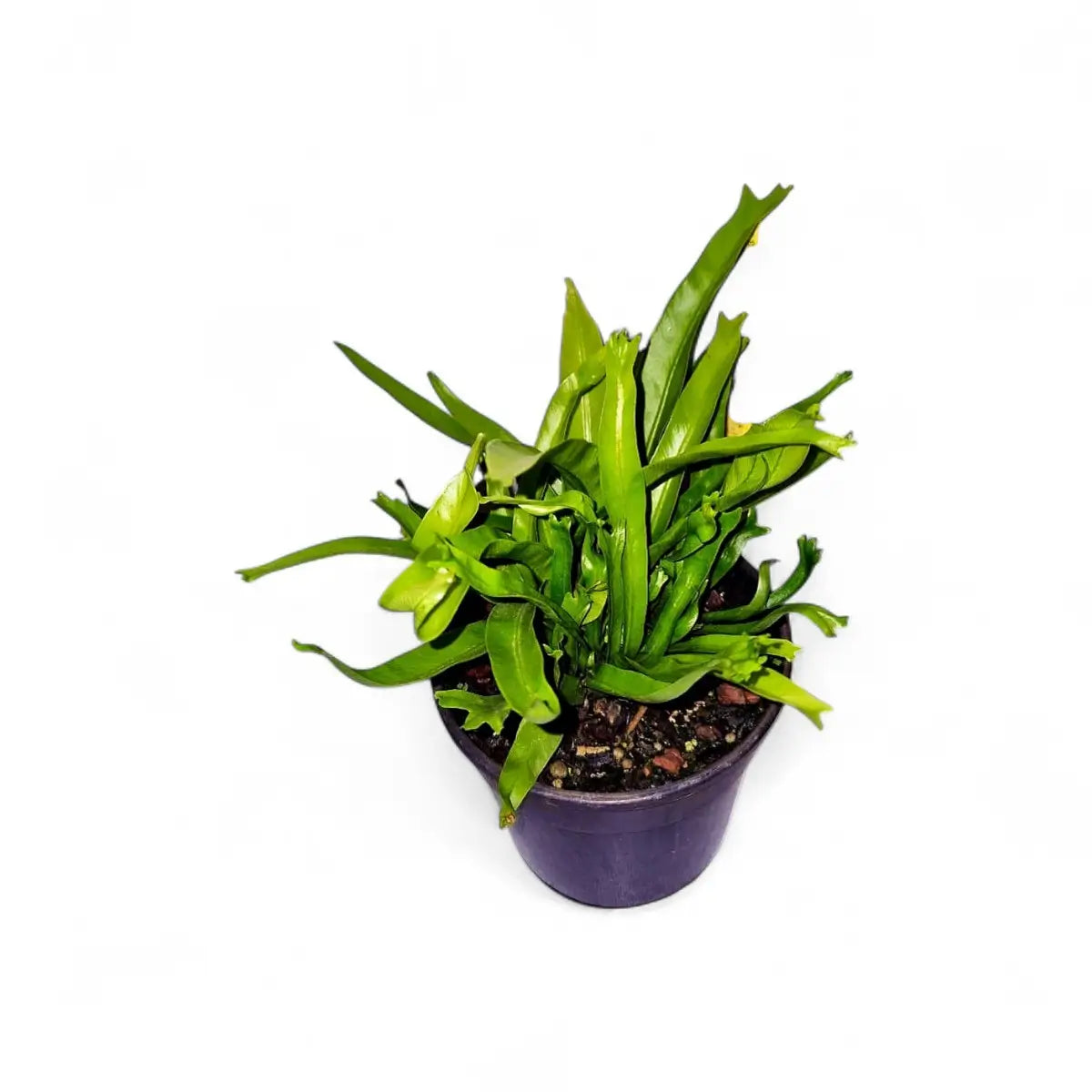 Asplenium Nidus Crested Crissie Bird's Nest Fern (14cm)