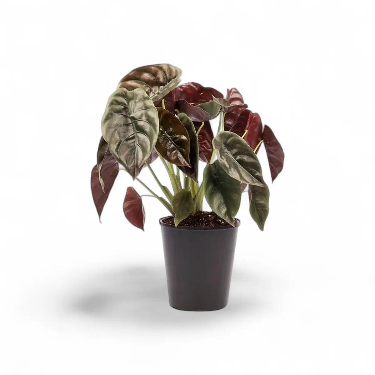 Alocasia Red Secret (14cm)