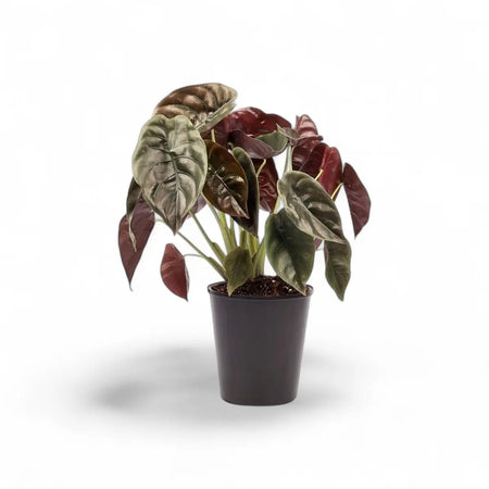 Alocasia Red Secret (14cm)