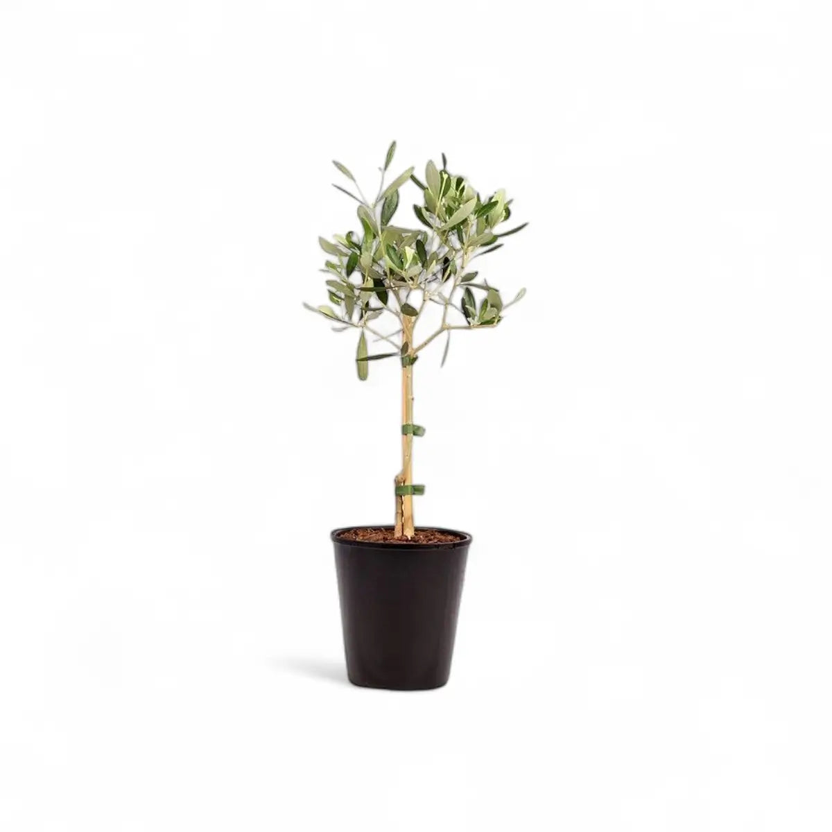 Olive Tree Standard (14cm)