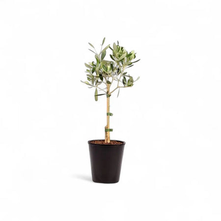 Olive Tree Standard (14cm)