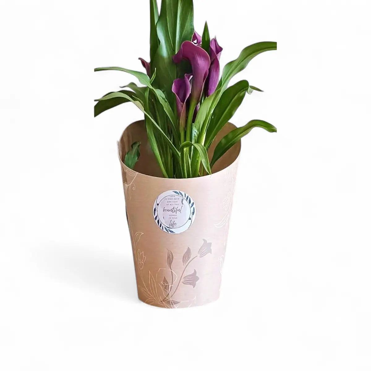 Zantedeschia Calla Lily in High Back Pot Cover (14cm)