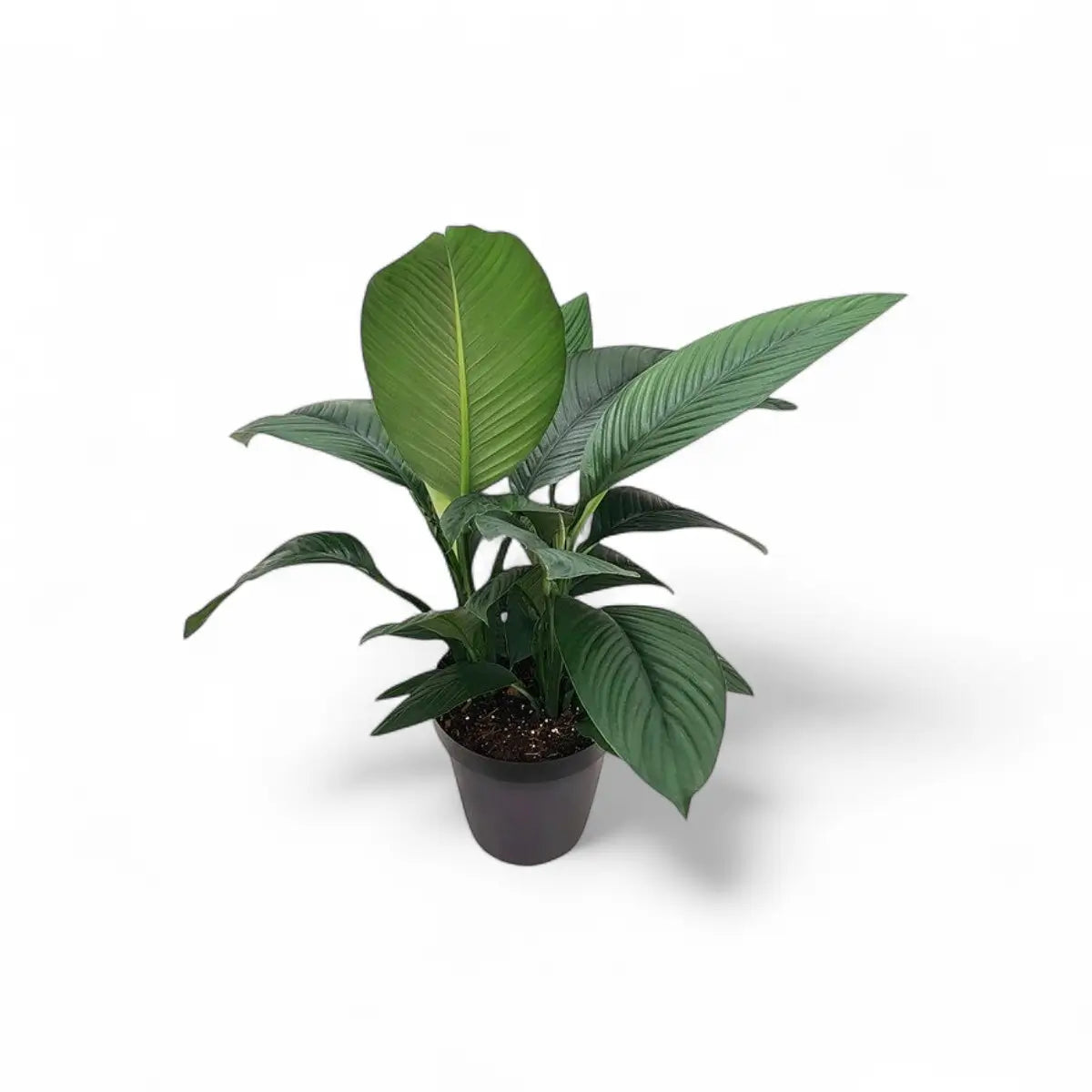 Spathiphyllum Sensation Peace Lily (30cm)