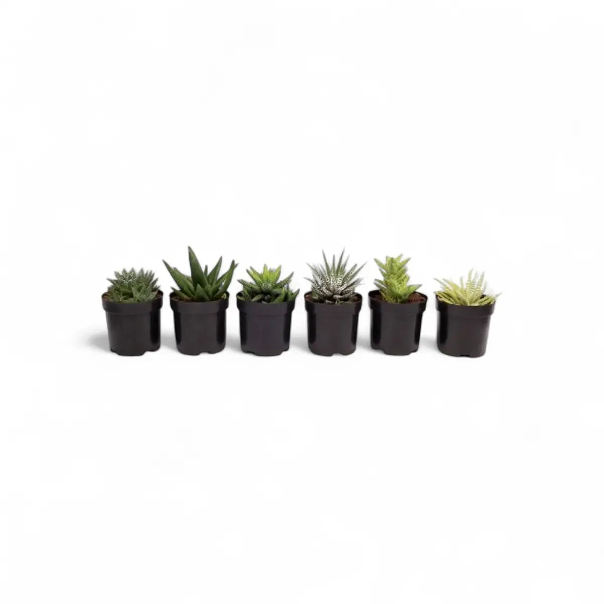 Assorted Succulent (9cm)