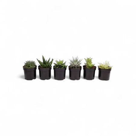 Assorted Succulent (9cm)