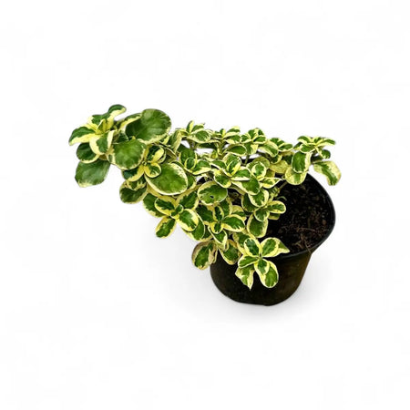 Coprosma Marble Chips (17cm)