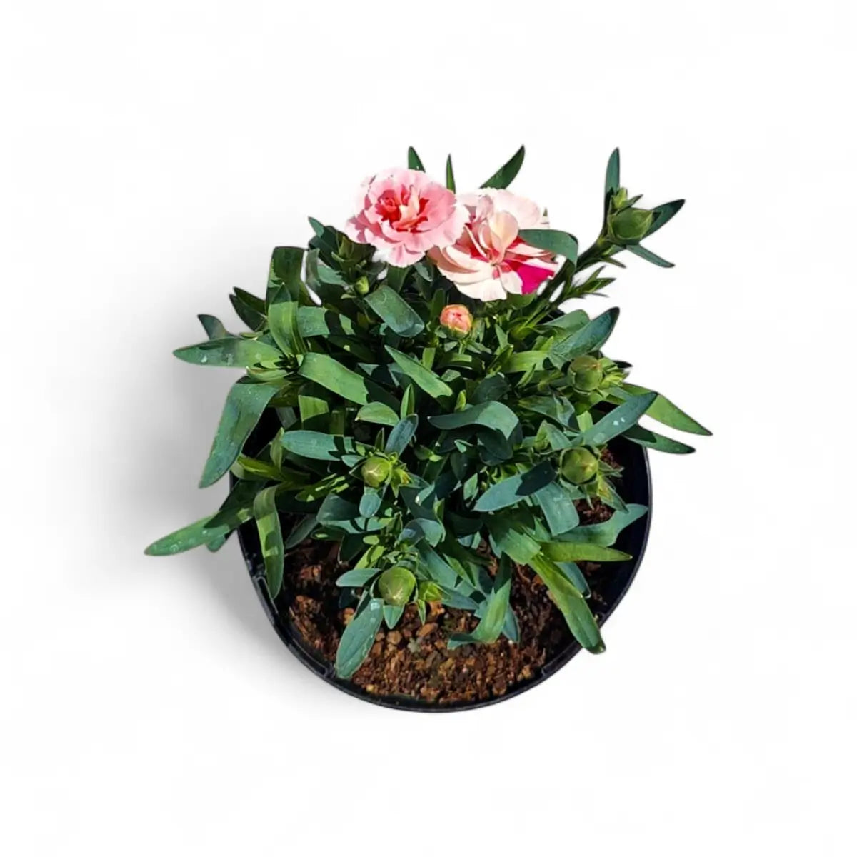 Dianthus Oscar Pink Star (15cm)