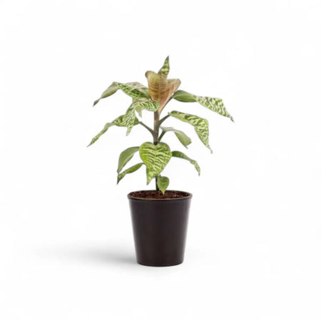Dracaena Goldiana (14cm)