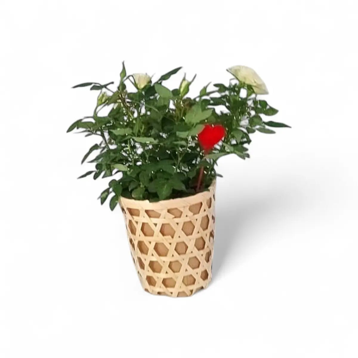 Rose in Woven Basket (14cm)