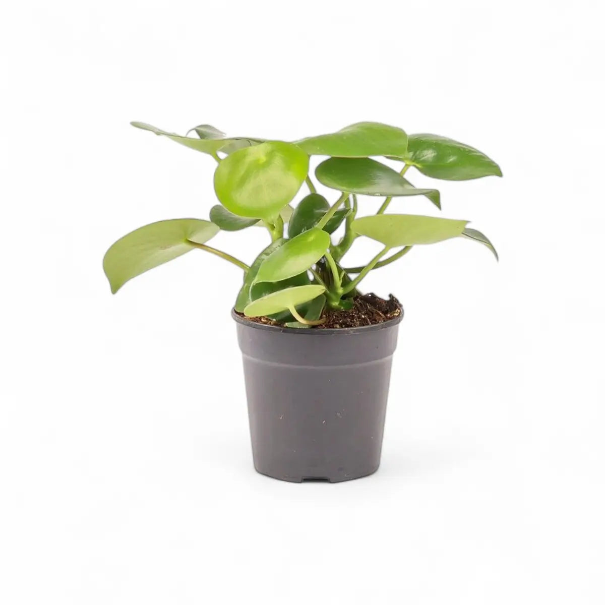 Peperomia Raindrop (12cm)