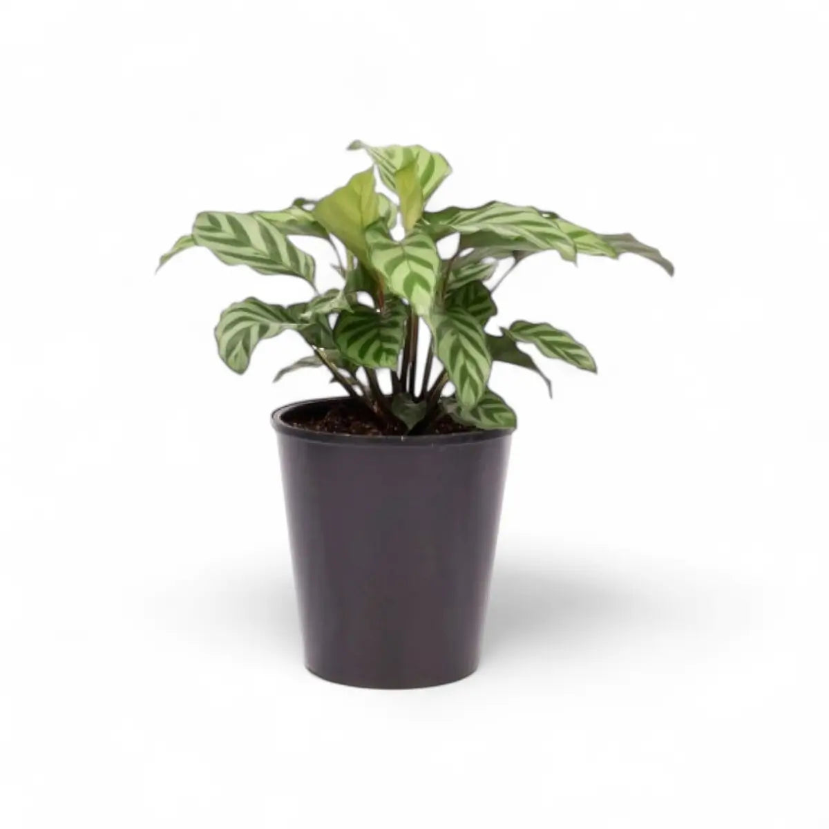Calathea Freddy (14cm)