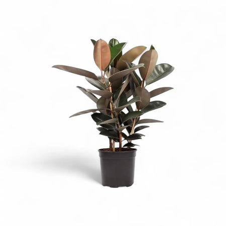 Ficus Elastica Abidjan Rubber Plant - 3 Plants (24cm)