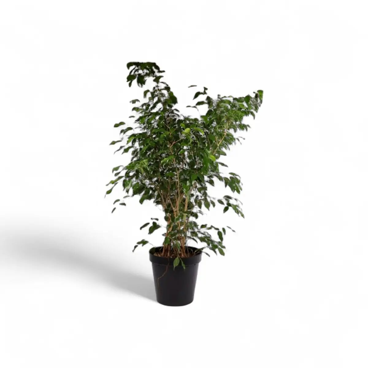 Ficus Benjamina Weeping Fig Bush (30cm)