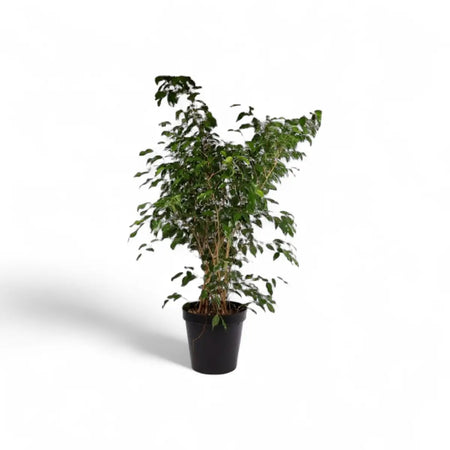 Ficus Benjamina Weeping Fig Bush (30cm)