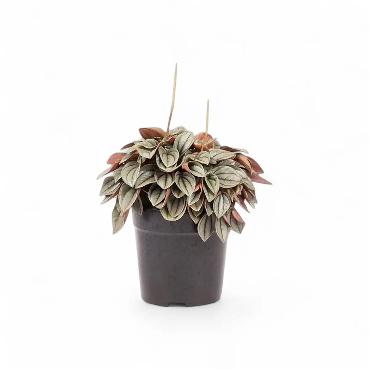 Peperomia Napoli Nights (12cm)