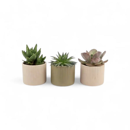 Succulent in Classic Ceramic Pot (9cm)