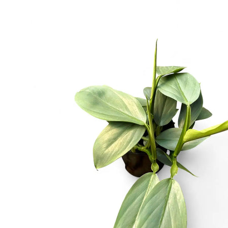 Philodendron Hastatum Silver Sword (19cm)