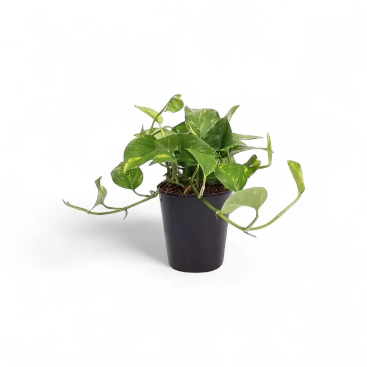 Scindapsus Aureus Golden Pothos (14cm)