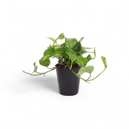 Scindapsus Aureus Golden Pothos (14cm)