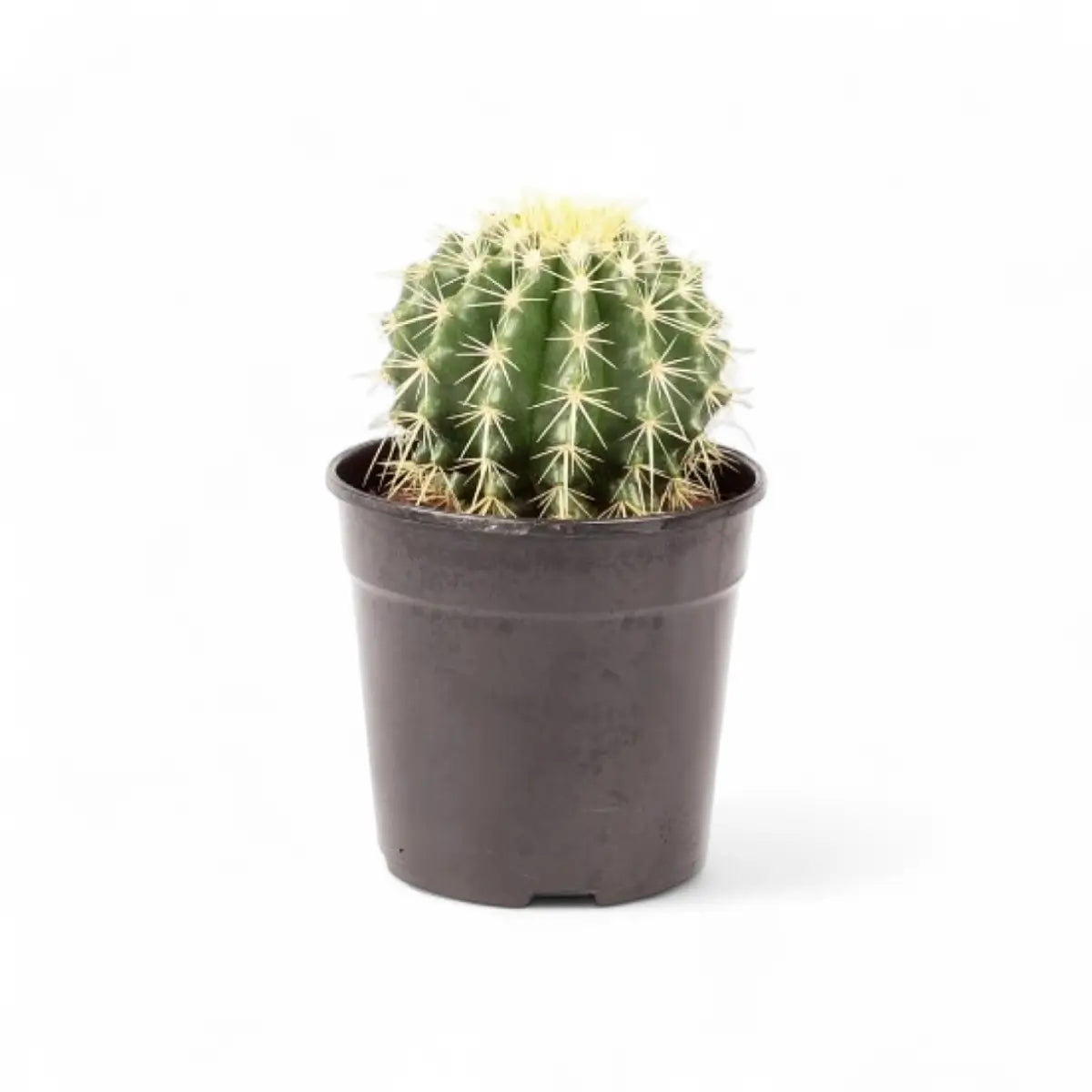 Echinocactus Grusonii Golden Barrel Cactus (12cm)