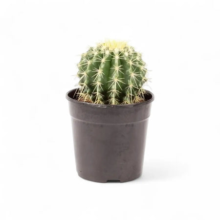 Echinocactus Grusonii Golden Barrel Cactus (12cm)