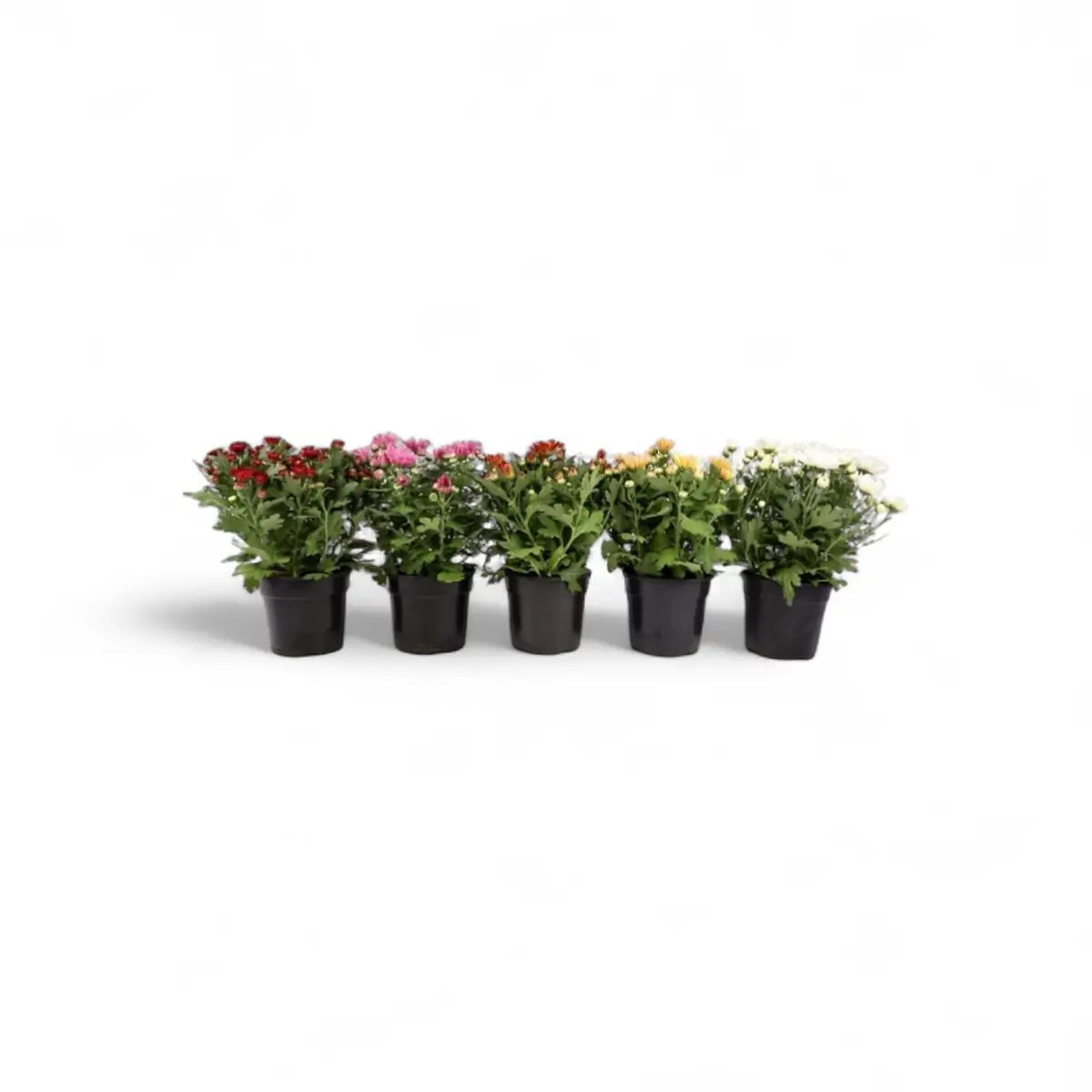Chrysanthemum (14cm)