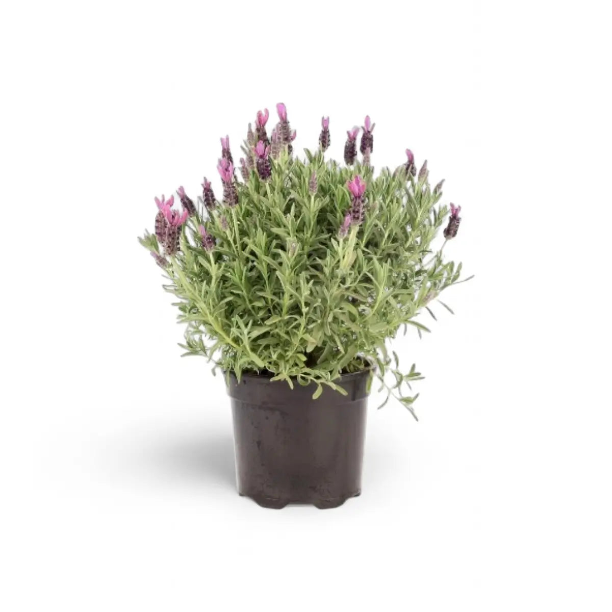 Purple Rain Lavender (16.5cm)