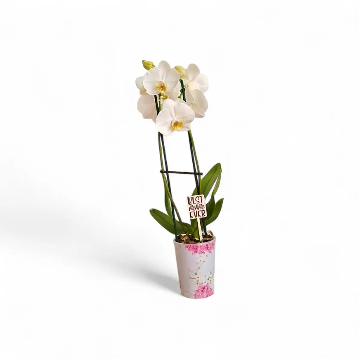 Phalaenopsis Orchid - 2 Stem in Over Pot (12cm)