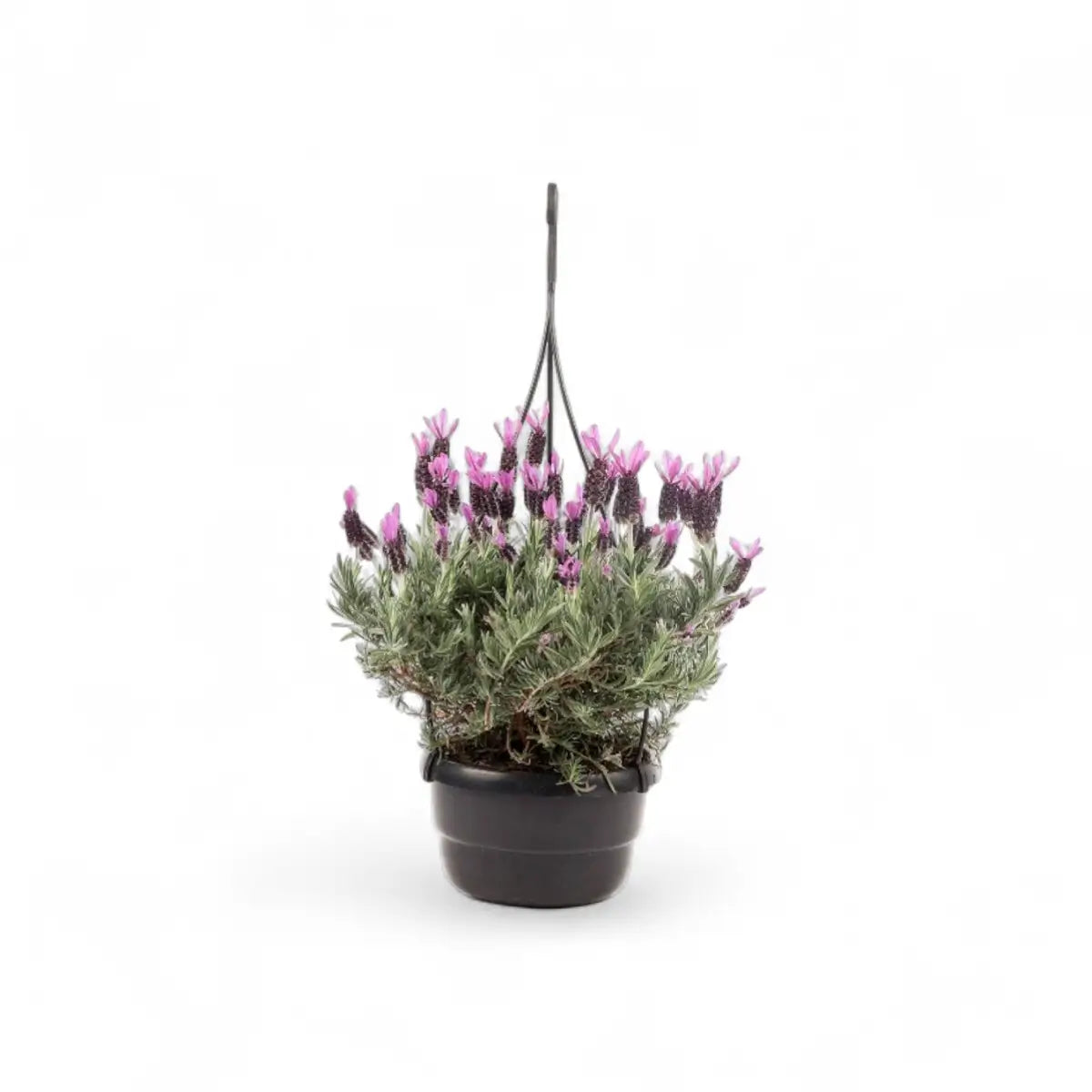 Great Adventure Lavender in Hanging Basket (16cm)