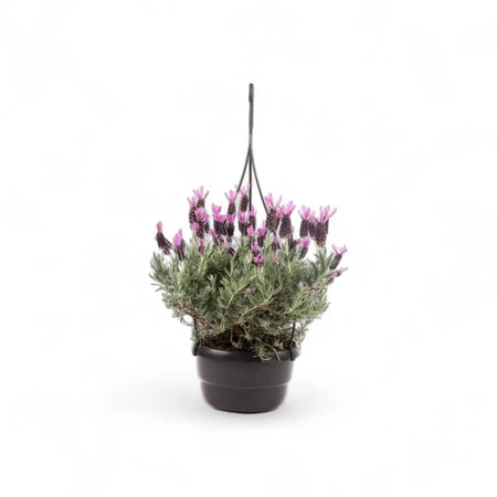 Great Adventure Lavender in Hanging Basket (16cm)